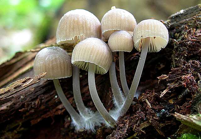 Mycena abramsii     (Murrill)    Murrill